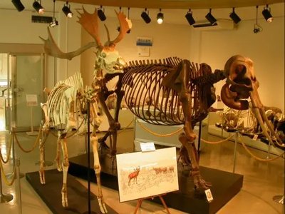 🏛️ 사노시 쿠즈 화석관(사노시 쿠즈 카세키칸) 이미지 2